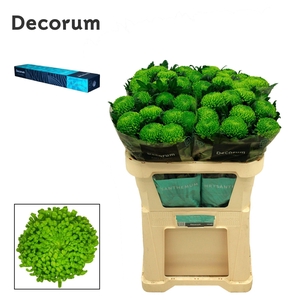 CHRYSANTHEMUM PL 'ALEMANI'