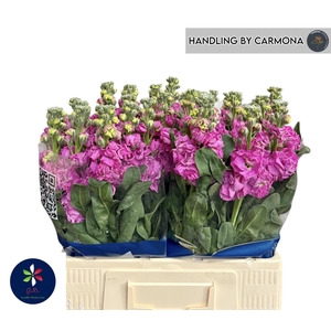 MATTH IRON DEEP PINK