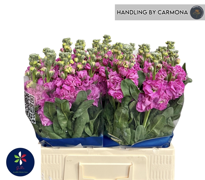 <h4>MATTH IRON DEEP PINK</h4>