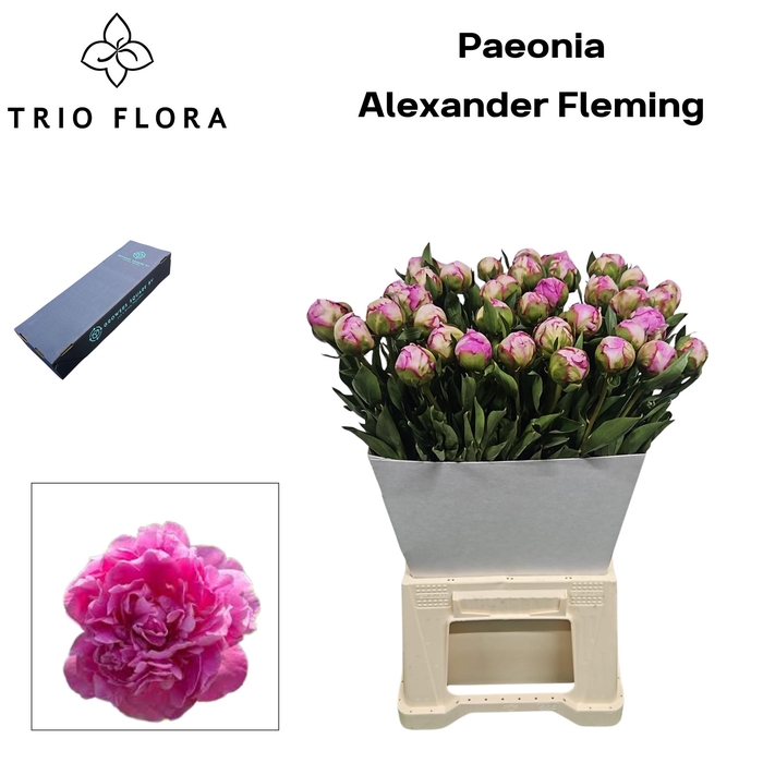 <h4>PAEO L ALEX FLEMING L Box</h4>