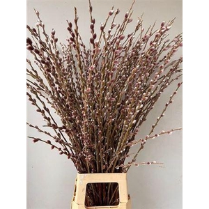 Salix gracilistyla Pink Cushion