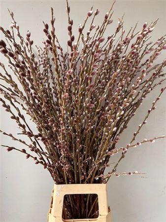 <h4>Salix gracilistyla Pink Cushion</h4>