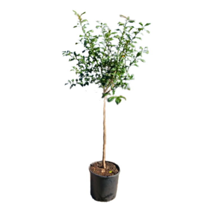<h4>Citrus hystrix</h4>