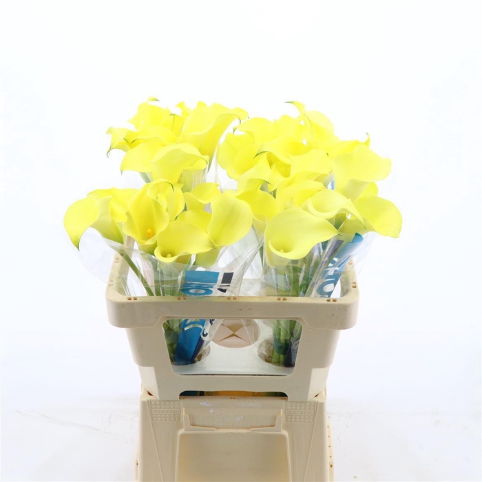 <h4>Calla Alice Springs</h4>