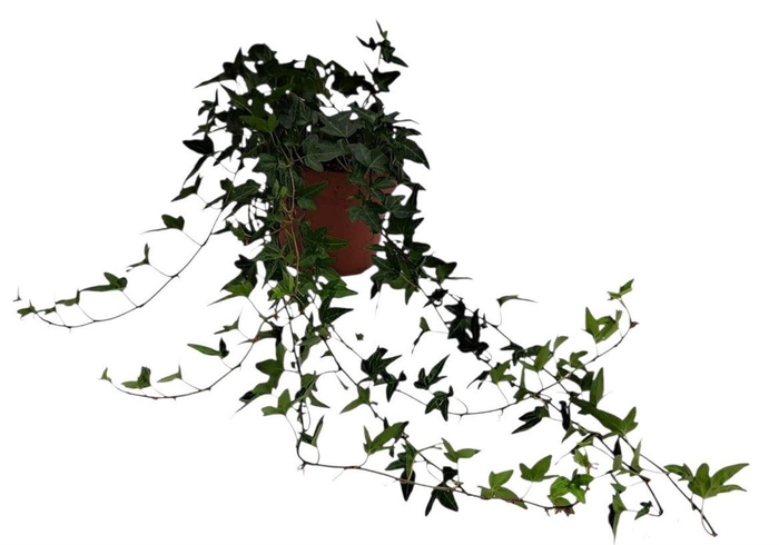 <h4>Hedera Shamrock Medium Long</h4>