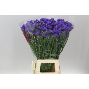 Lim. S Cry Dark Blue