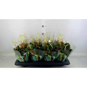 Peperomia caperata 'Lilian'