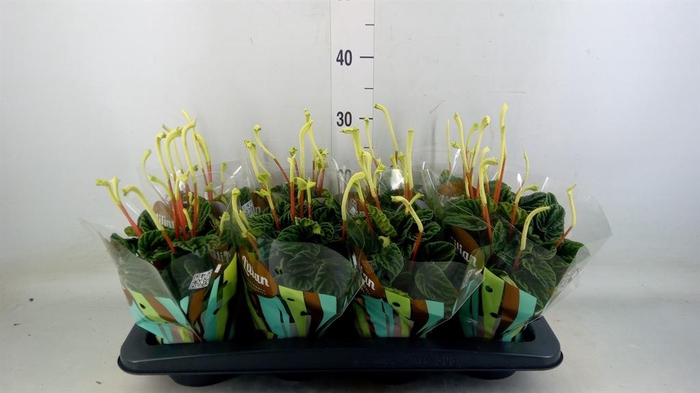 <h4>Peperomia caperata 'Lilian'</h4>