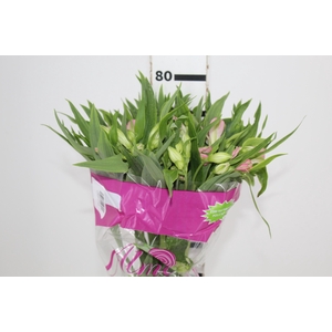 ALSTROEMERIA DUBAI 080 CM