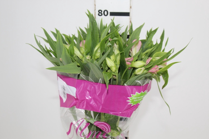 <h4>ALSTROEMERIA DUBAI 080 CM</h4>