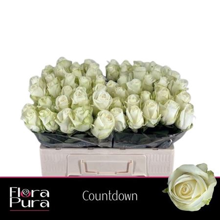<h4>Rosa grootbloemig Countdown!</h4>