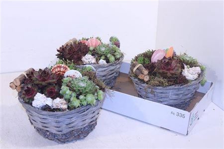 <h4>Arr Sempervivum</h4>