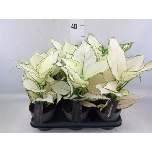 Aglaonema  'White Joy'