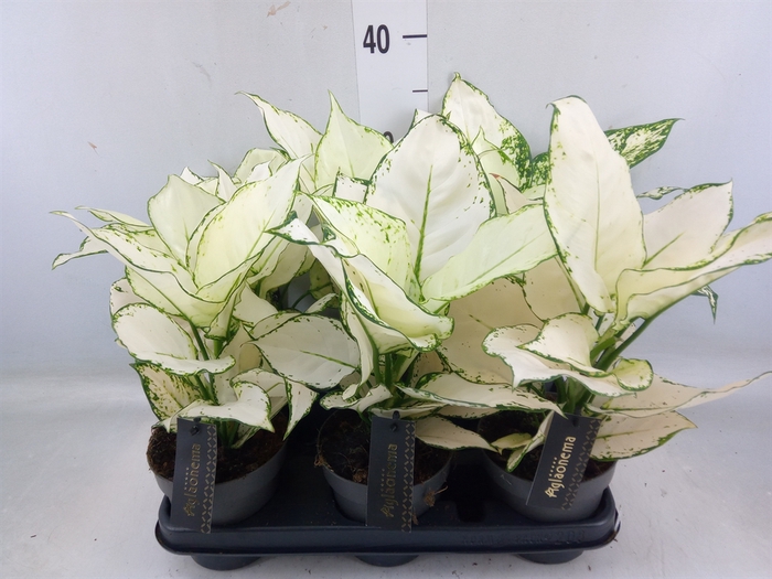 <h4>Aglaonema  'White Joy'</h4>