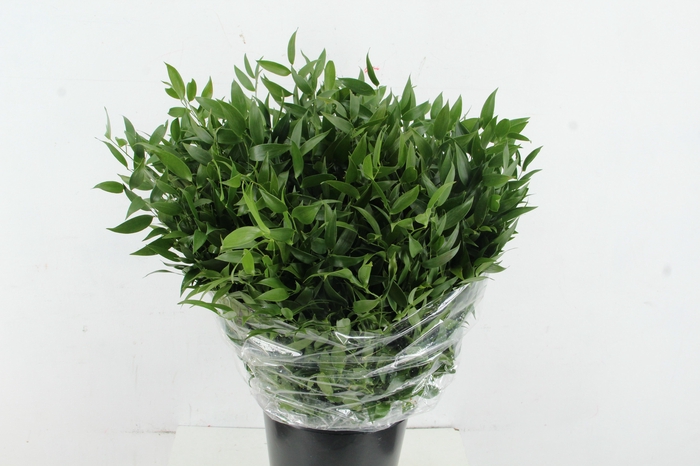 <h4>RUSCUS DANAE RACEMOSA 200GR</h4>