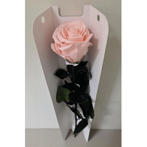 Ro Pres Stem 50cm Pink Soft