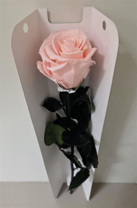 <h4>Ro Pres Stem 50cm Pink Soft</h4>