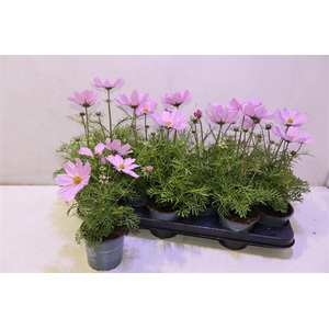 Cosm Bip Casa Pink