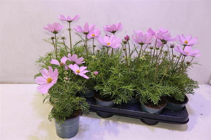 <h4>arr8 Cosm Bip Casa Pink</h4>