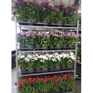 Dianthus barb.
