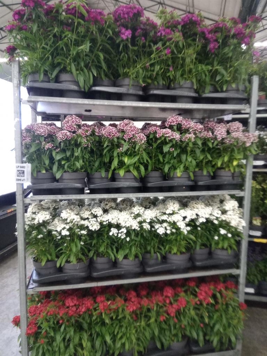<h4>Dianthus barb.</h4>