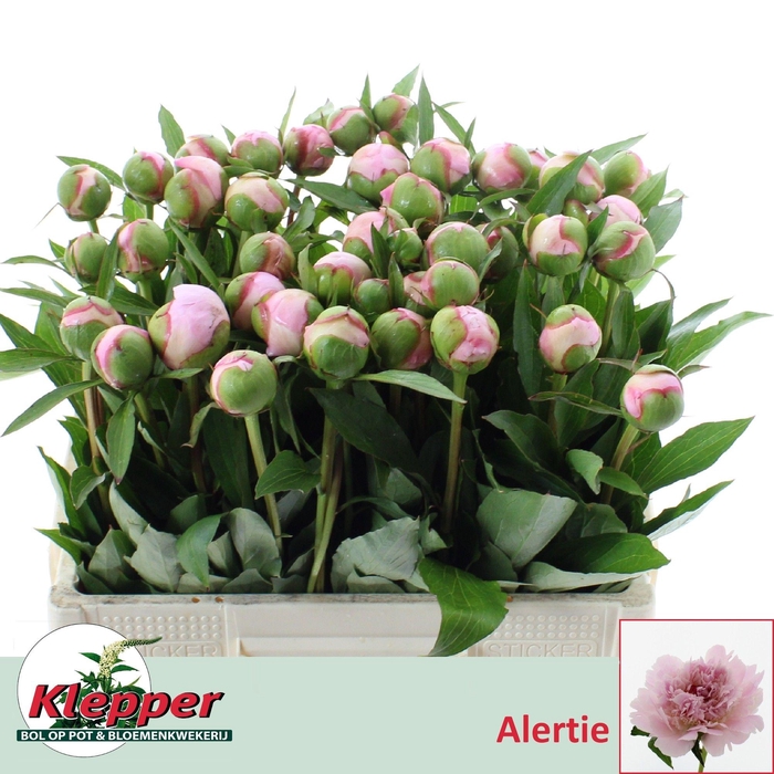 <h4>PAEO L ALERTIE</h4>