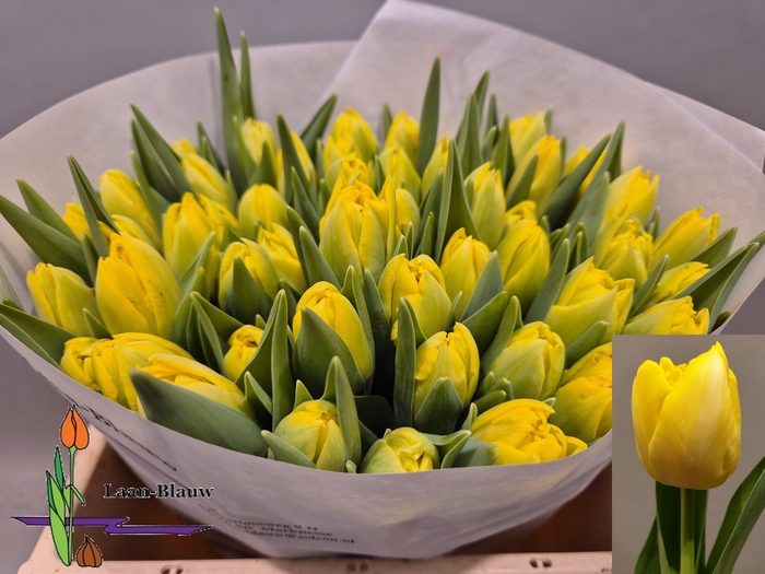 <h4>TU DU MARIE JO</h4>