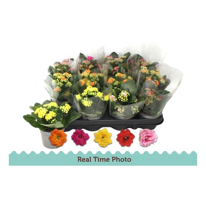 <h4>Kal Ge Gem 5 Kl</h4>