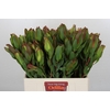 Leucadendron Laurel Yellow Spray