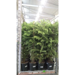 Araucaria heterophylla