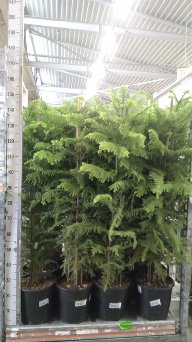 <h4>Araucaria heterophylla</h4>