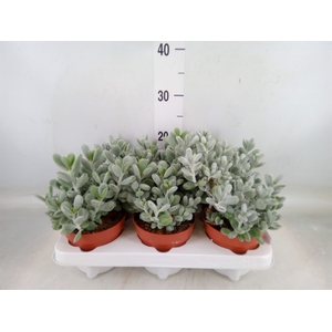 Cotyledon  'Coral'
