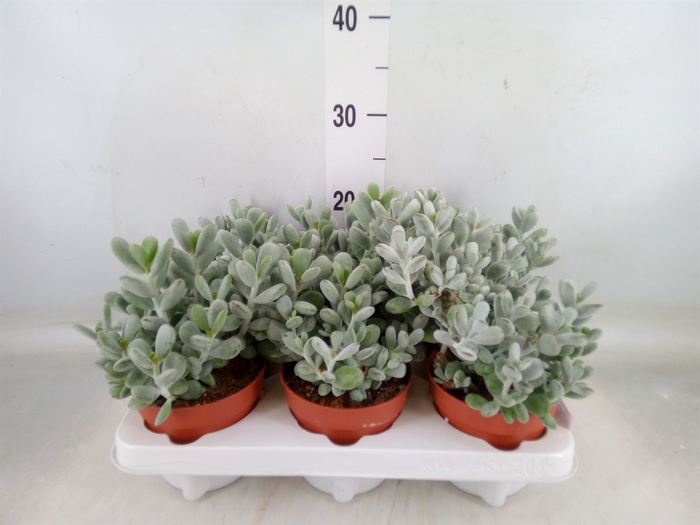 <h4>Cotyledon  'Coral'</h4>