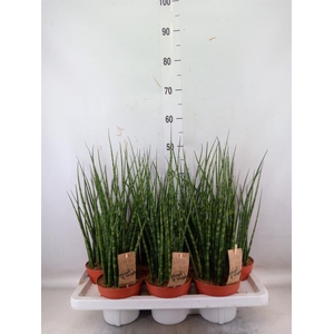 Sansevieria 'Fernwood'