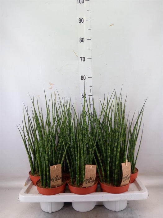 <h4>Sansevieria  'Fernwood'</h4>