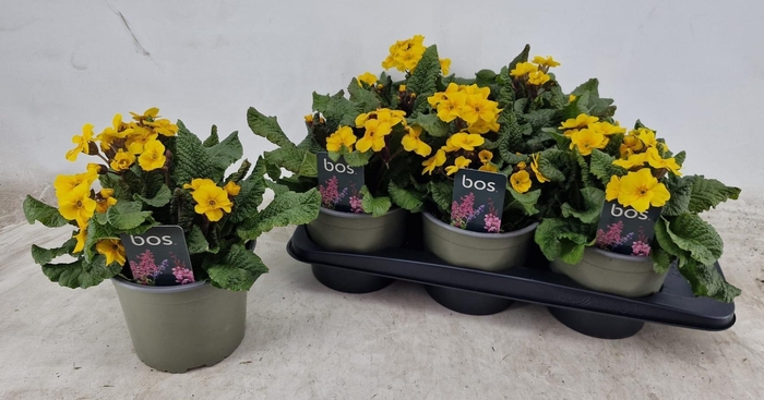 <h4>PRIM EL ST GELB</h4>