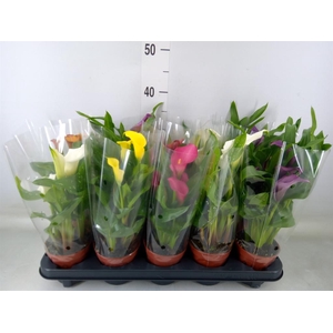 Zantedeschia   ...mix
