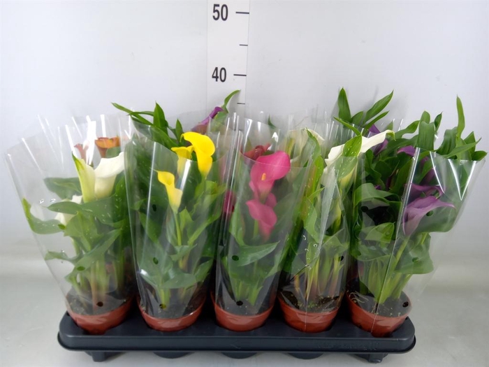 <h4>Zantedeschia   ...mix</h4>
