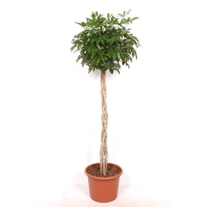 Schefflera Compacta
