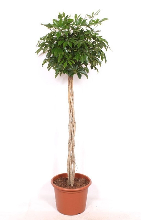 <h4>Schefflera Compacta</h4>