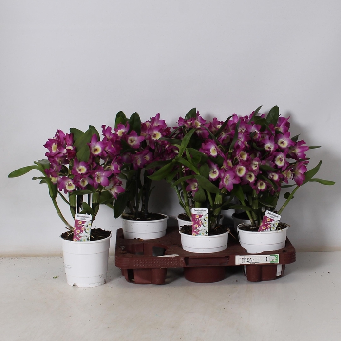 <h4>DEND NOBILE</h4>