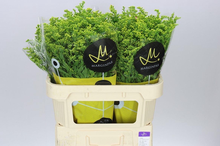 <h4>Soli Golden Glory</h4>