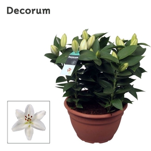 Lilium Oxygen