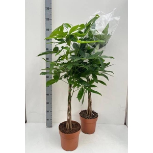 .Pachira aquatica