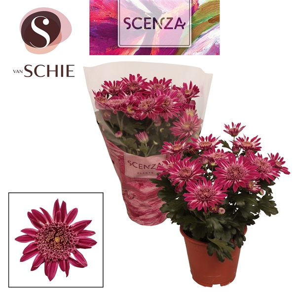 Chrysanne® Anemona Purple SCENZA