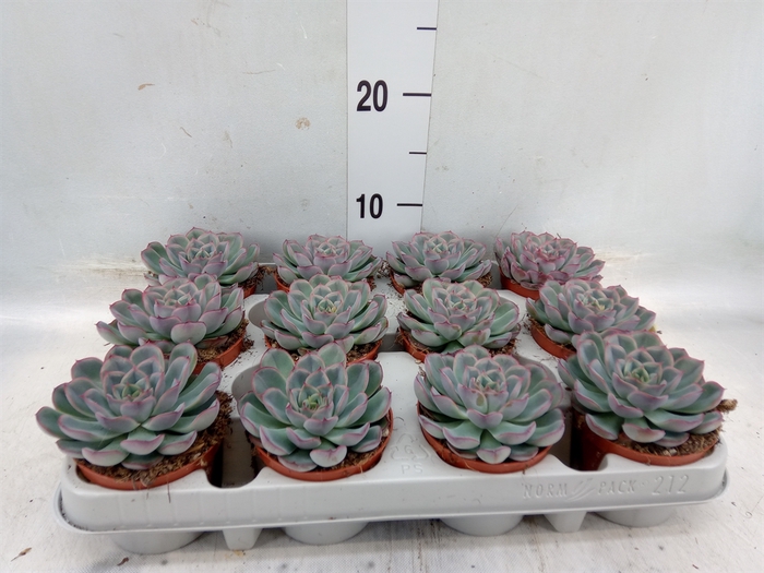 <h4>Echeveria  'Hercules'</h4>