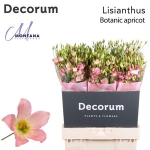 Lisianthus Botanic apricot 70cm