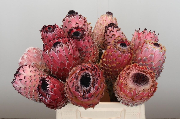 <h4>Protea Barbigera No leaves</h4>