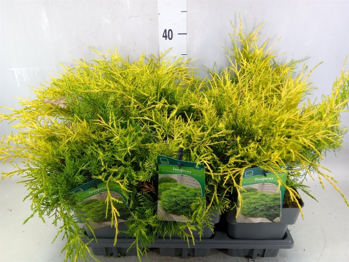 <h4>Juniperus pfitz. 'Old Gold'</h4>
