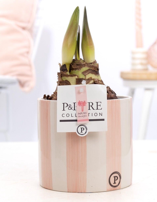 <h4>Hippeastrum pink in P&PURE Eline 2 ceramics pink</h4>